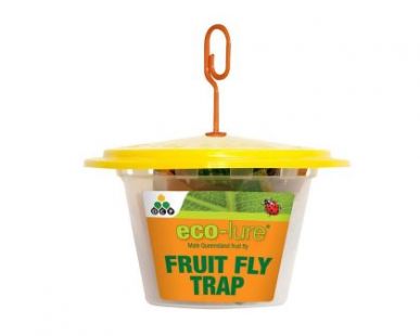 Eco-lure fruit fly trap