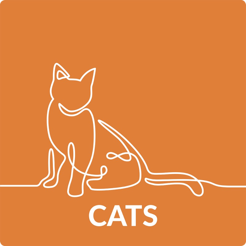 Cats / Feline